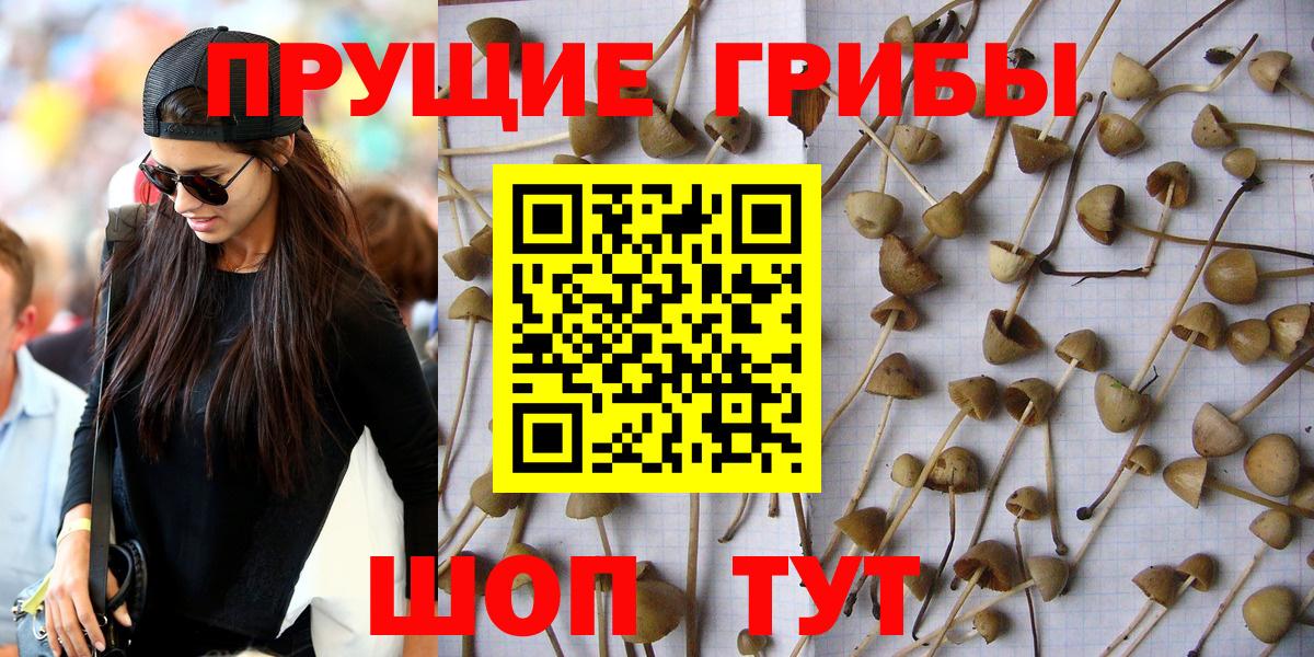 Галлюциногенные грибы GOLDEN TEACHER Ленинск-Кузнецкий